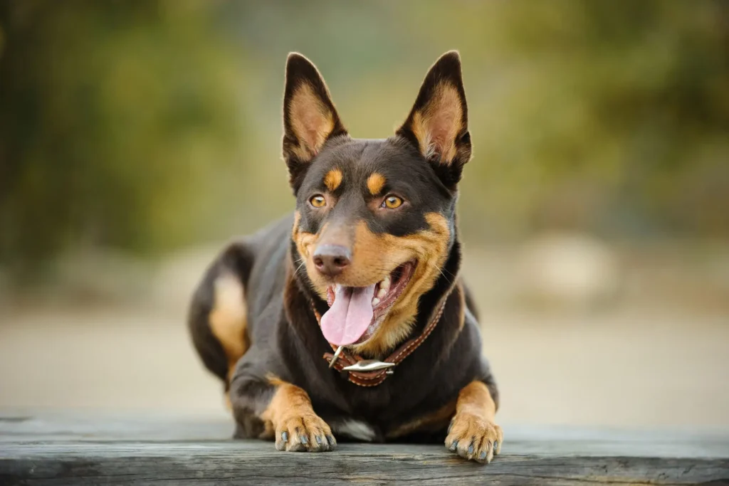 Kelpie Dog