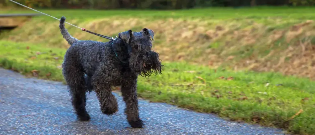 Kerry Blue Terrier Dog