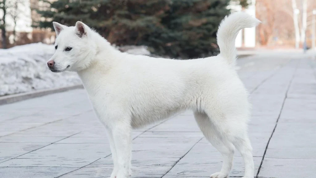 Kishu Ken Dog Physical Characteristics