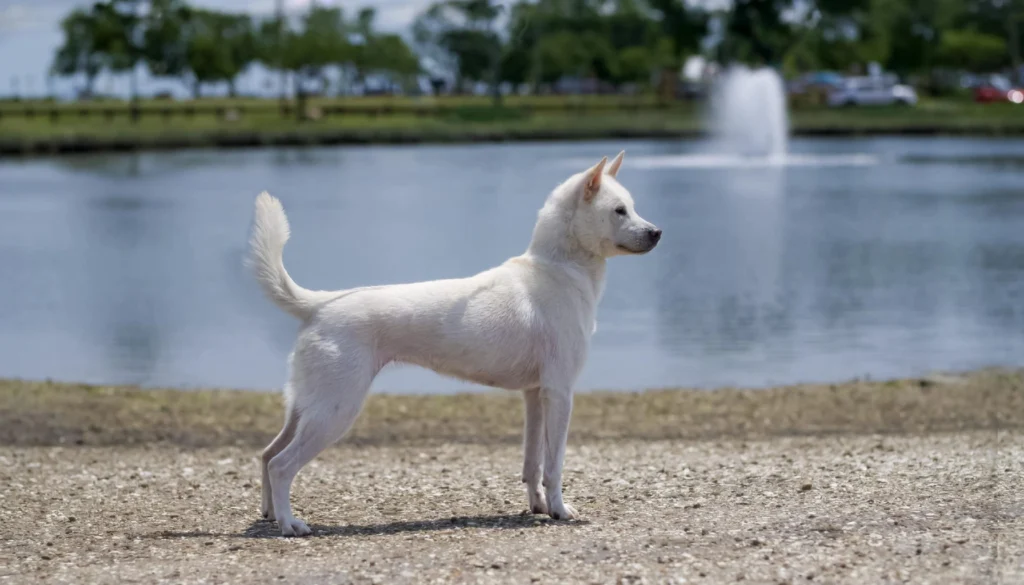 Kishu Ken Dog breeds