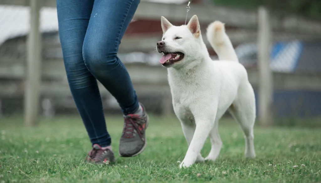 Kishu Ken Dog suitability as a Pet