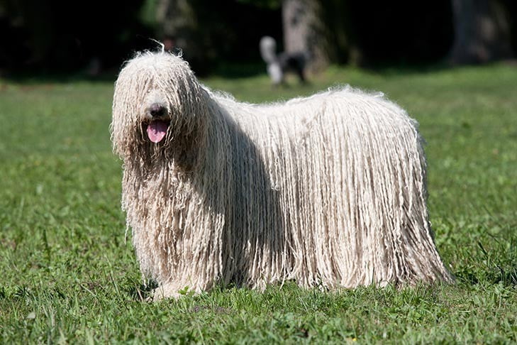 Komondor dog