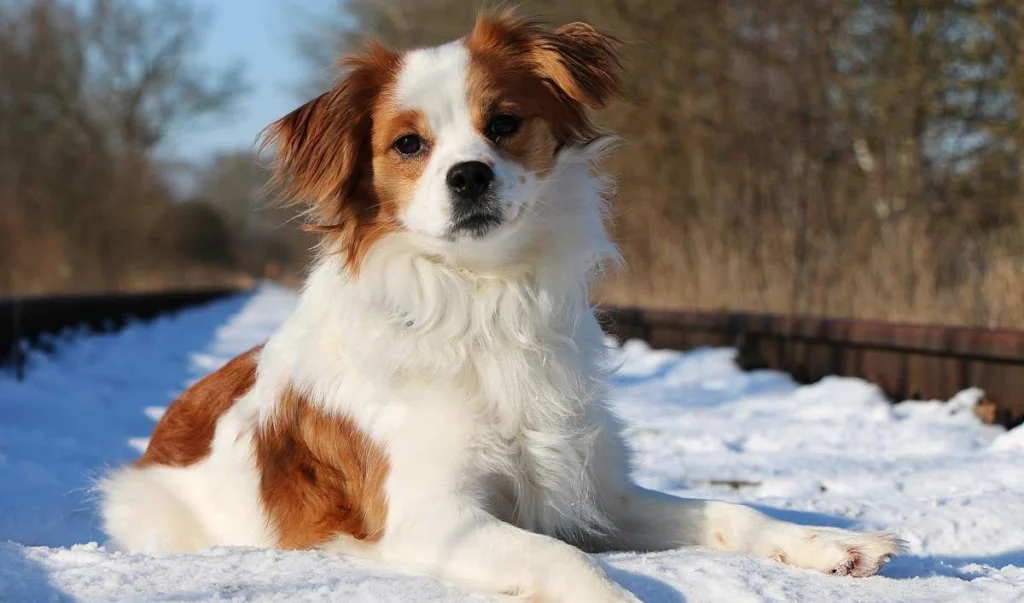 Kromfohrländer Dog suitability as a Pet