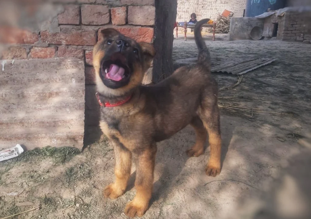 Kunming Wolfdog suitability as a Pet