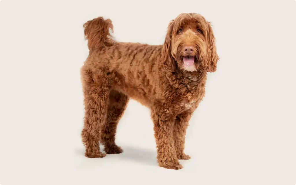 Labradoodle Dog