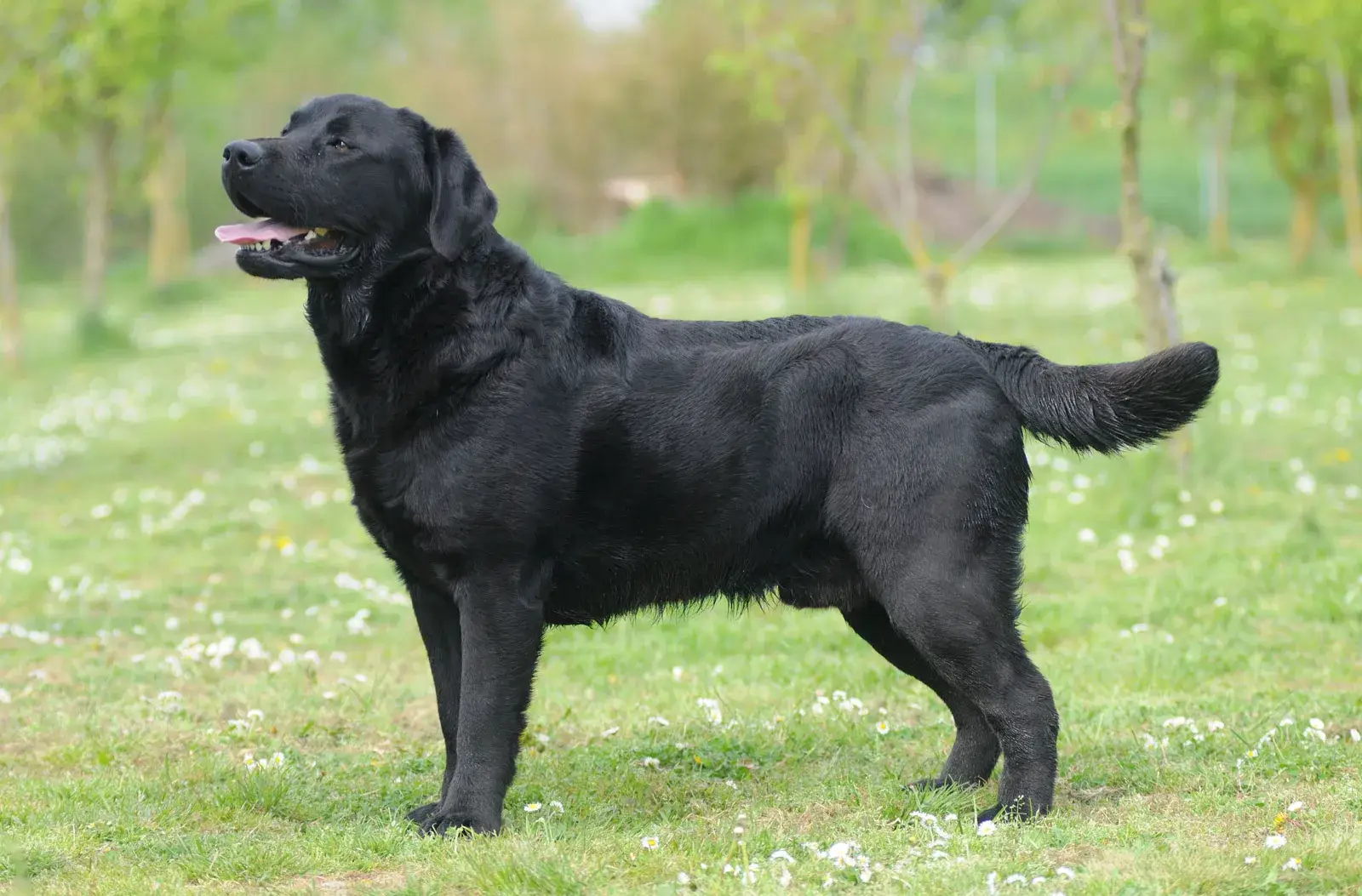 Labrador Retriever Dog