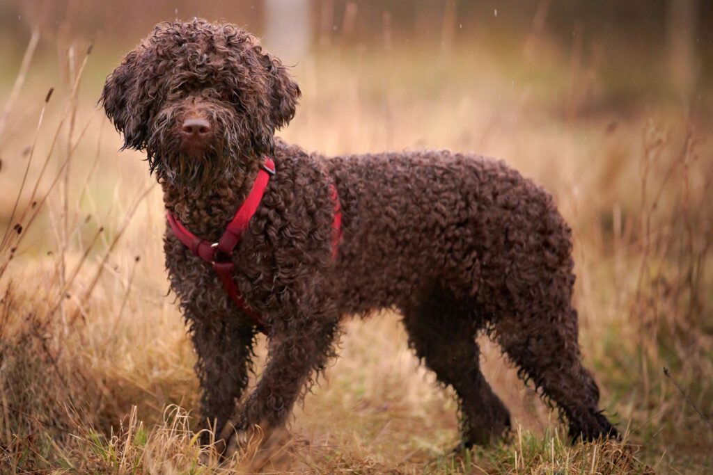 Lagotto Romagnolo dog