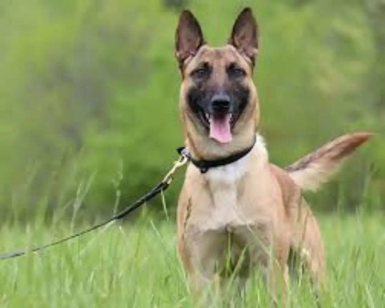 Malinois Dog