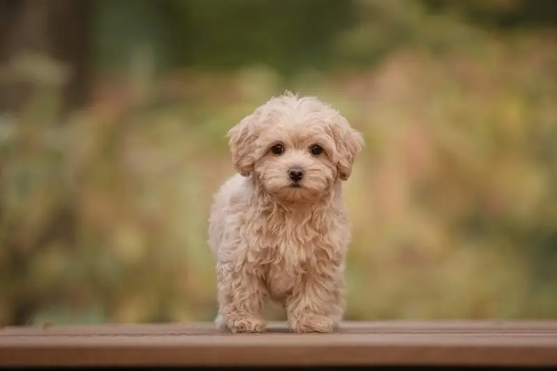 Maltipoo dog