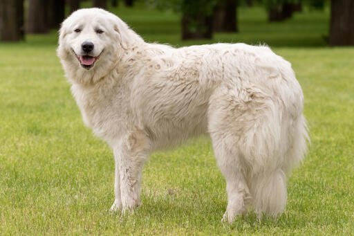 Maremma Sheepdog