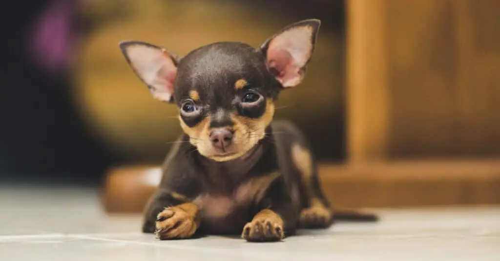 Miniature Pinscher Dog