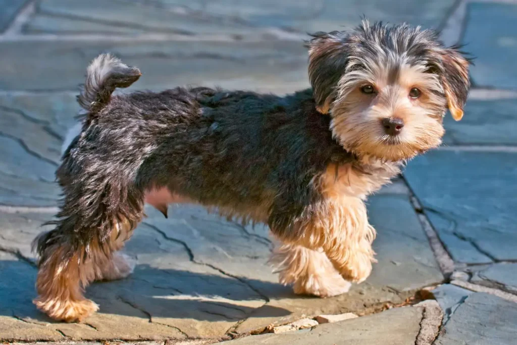 Morkie (Maltese Yorkie Mix