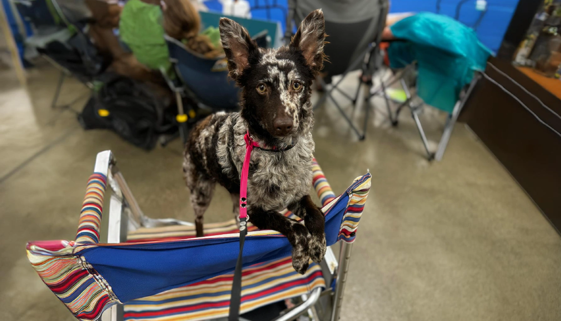 Mudi dog breeds