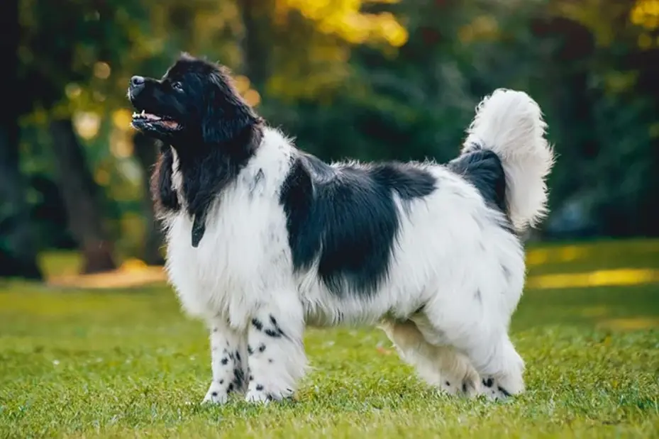 Newfoundland Dog