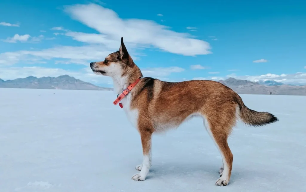 Norwegian Lundehund dog breeds