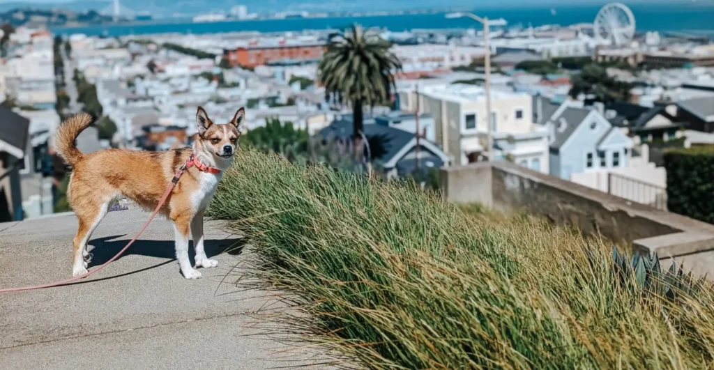 Norwegian Lundehund dog suitability as a Pet