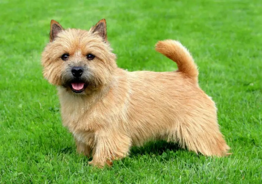 Norwich Terrier Dog