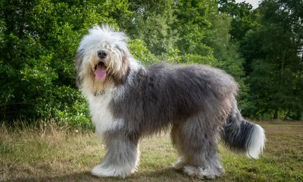 Old English Sheepdog