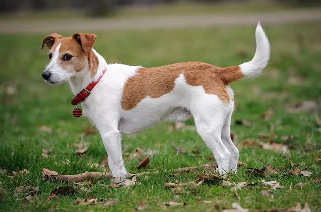 Parson Russell Terrier dog