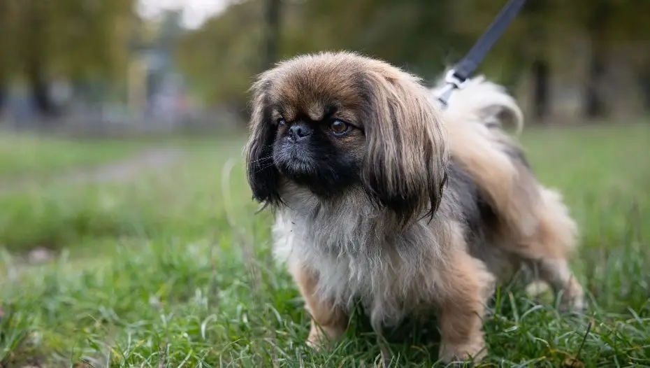 Pekingese Dog