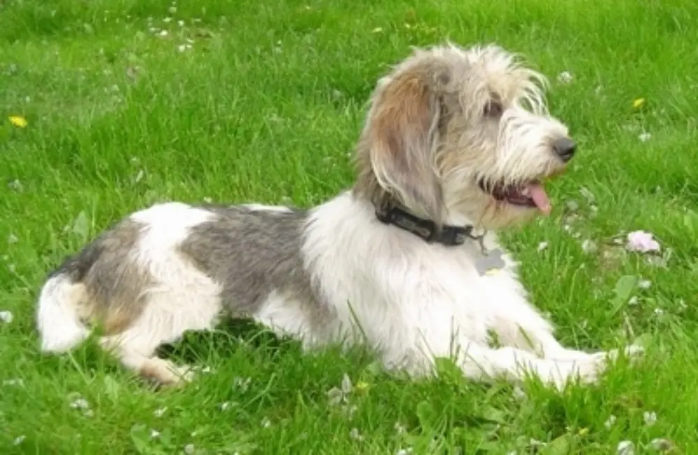 Petit Basset Griffon Vendéen Dog