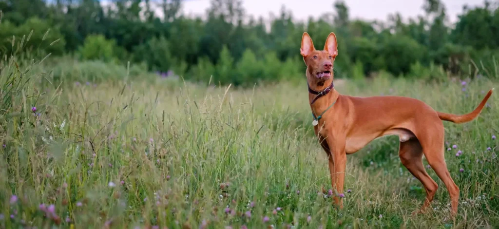 Pharaoh Hound Dog