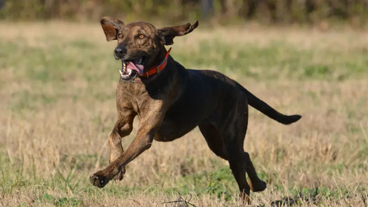 Plott Hound Dog