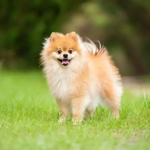 Pomeranian Dog