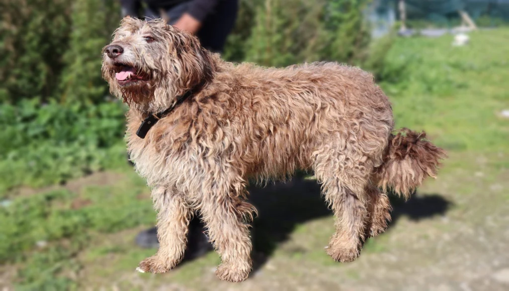 Portuguese Sheepdog dog breeds