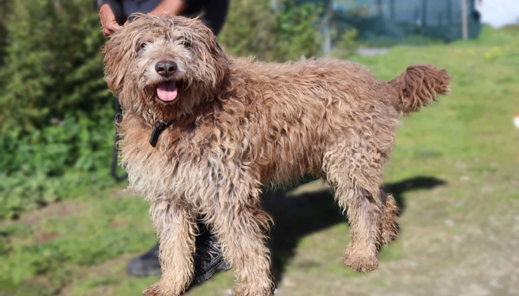 Portuguese Sheepdog dog suitability as a Pet