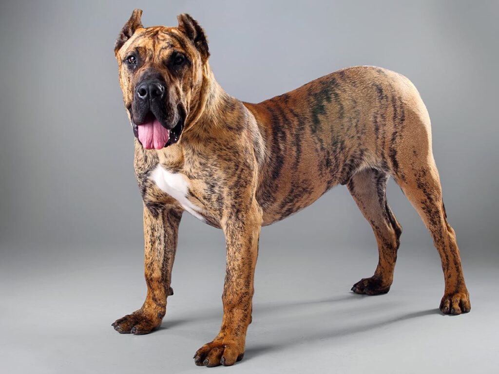 Presa Canario Dog