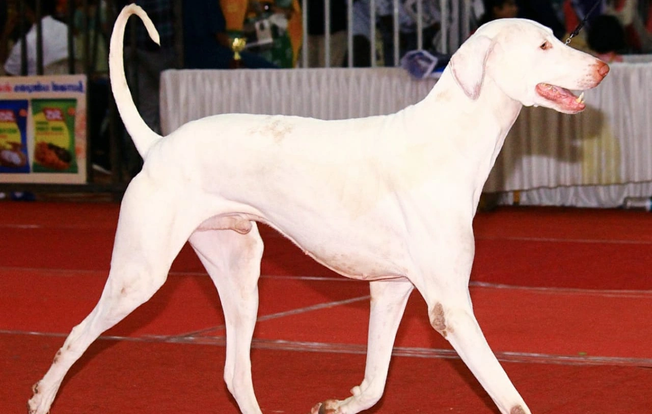 Rajapalayam dog breeds