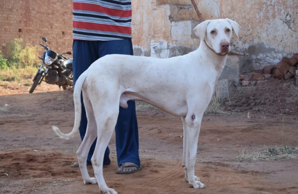 Rajapalayam dog suitability as a Pet