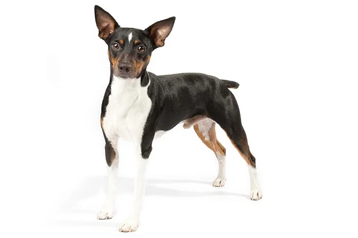 Rat Terrier dog