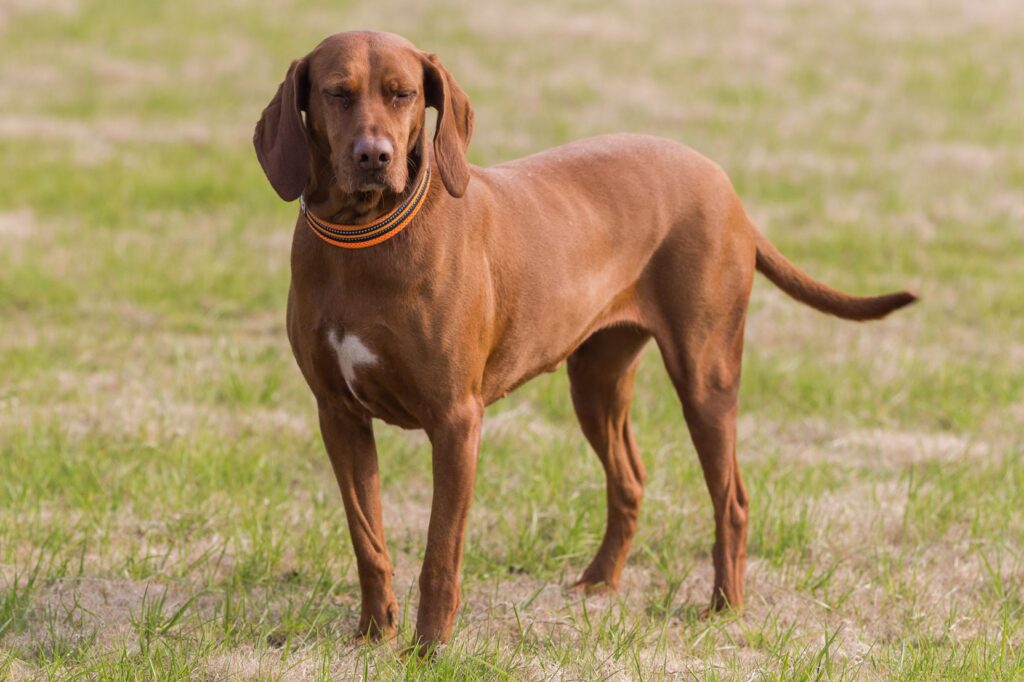 Redbone Coonhound