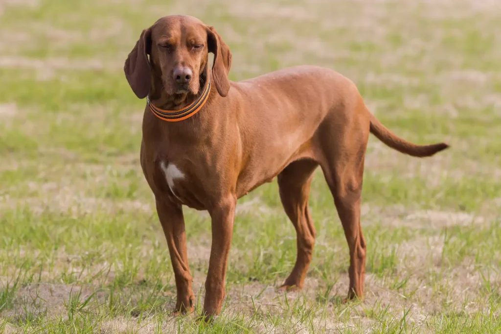 Redbone Coonhound Dog