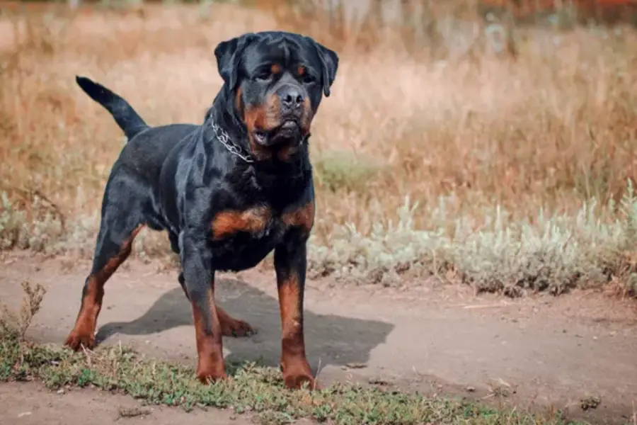 Rottweiler Dog