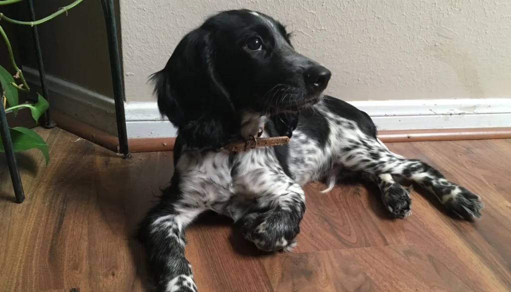 Russian Spaniel dog suitability as a Pet