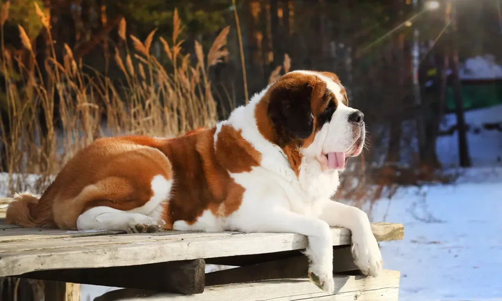 Saint Bernard Dog