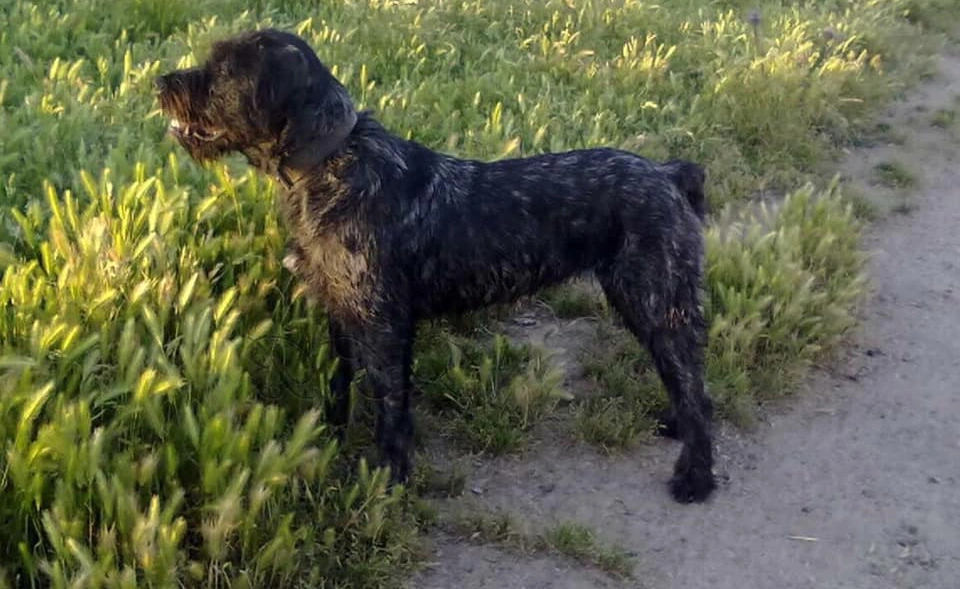 Sardinian Shepherd Dog Physical Characteristics