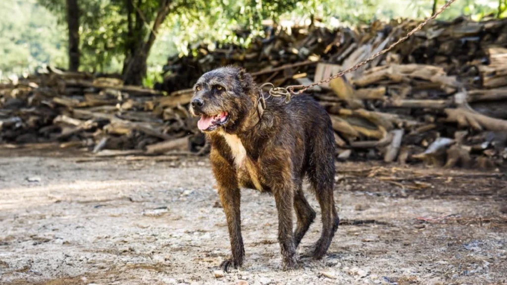 Sardinian Shepherd Dog breeds