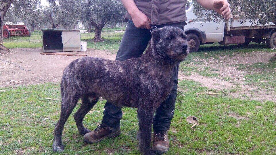 Sardinian Shepherd Dog suitability as a Pet