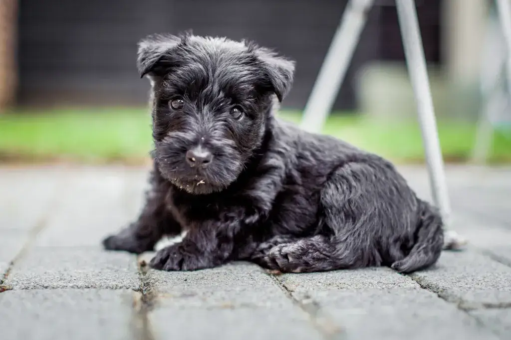 Scottish Terrier Dog