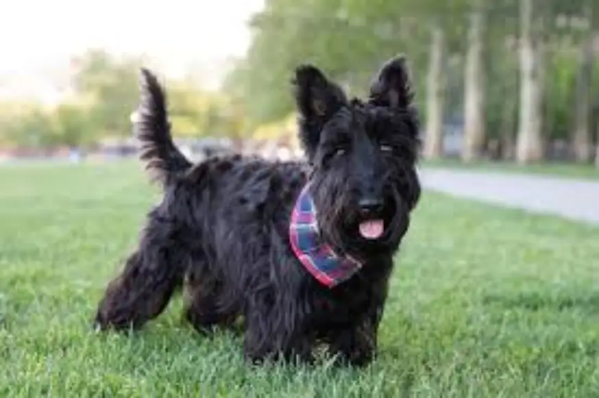 Scottish Terrier dog