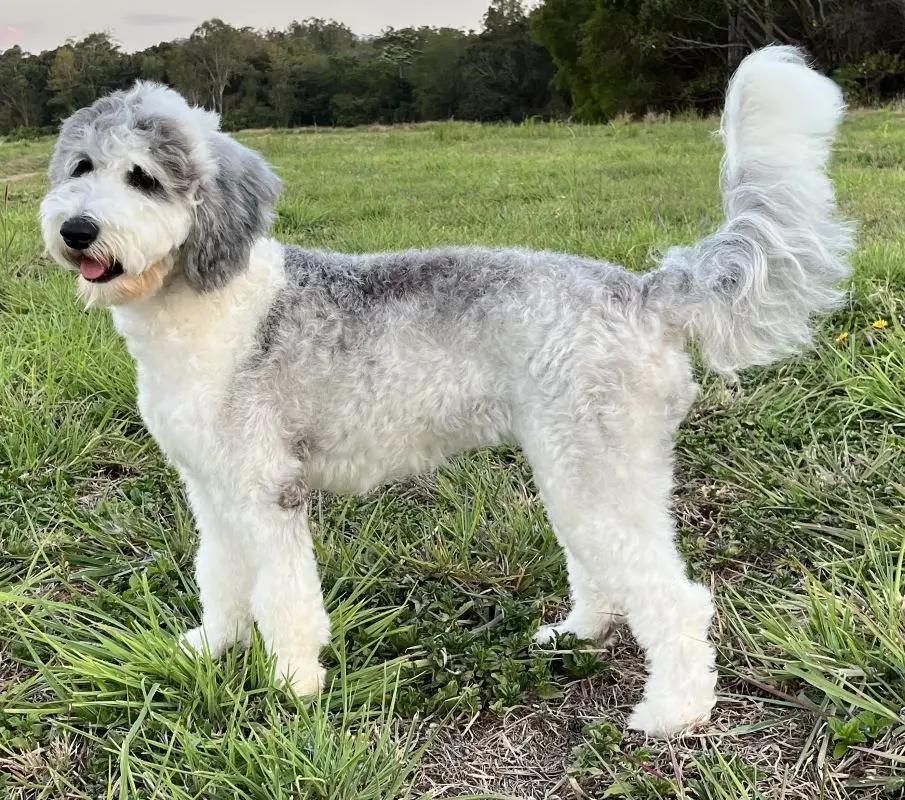 Sheepadoodle dog