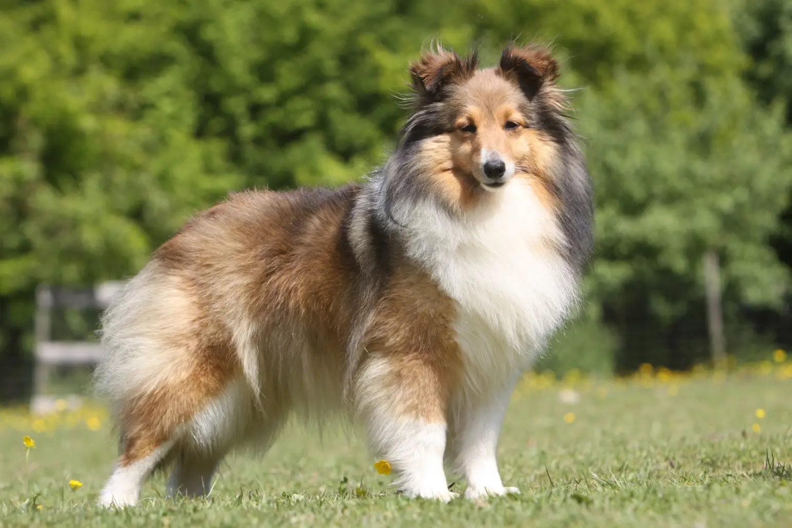 Shetland Sheepdog Dog