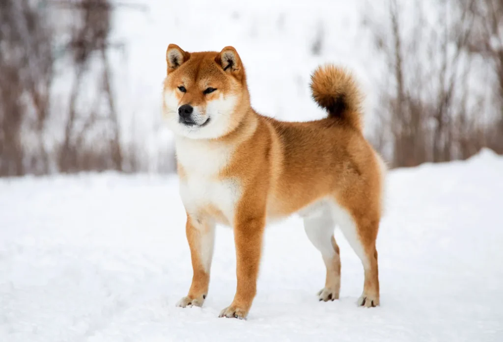 Shiba Inu dog standing in the snow