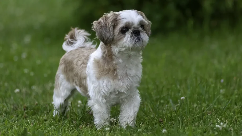 Shih Tzu dog