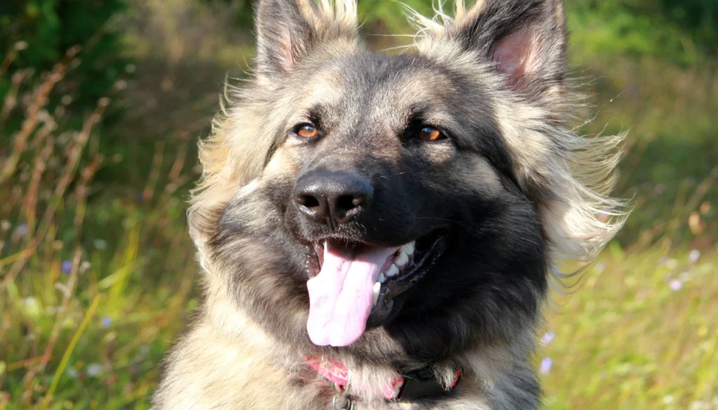 Shiloh Shepherd Dog Physical Characteristics