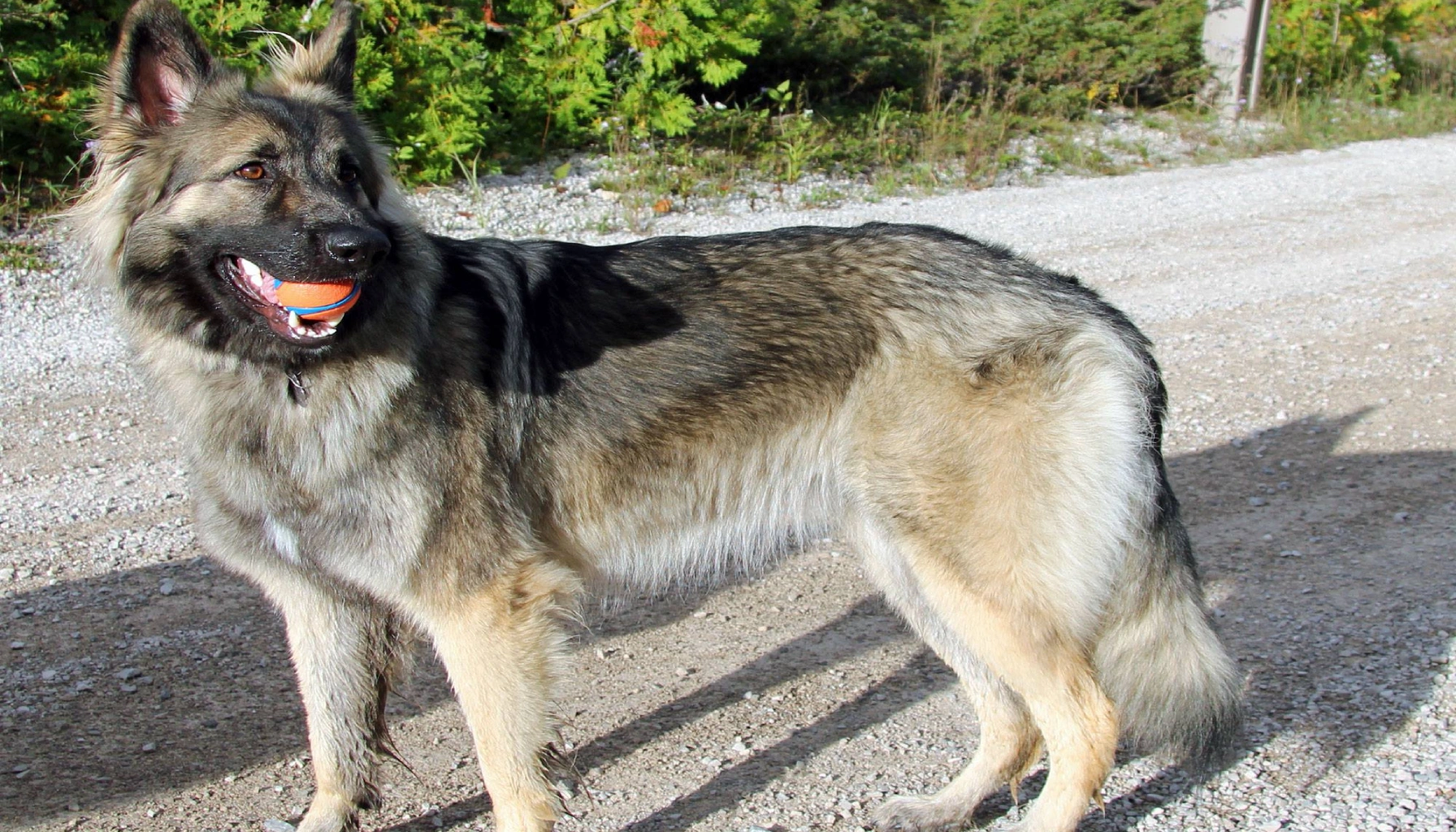 Shiloh Shepherd Dog breeds